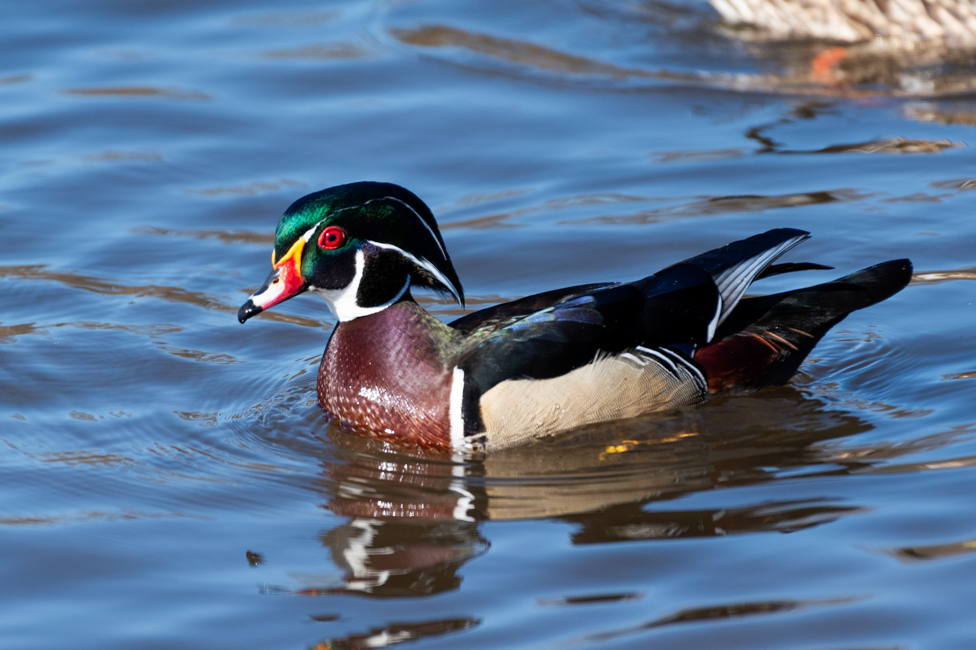 Canard branchu