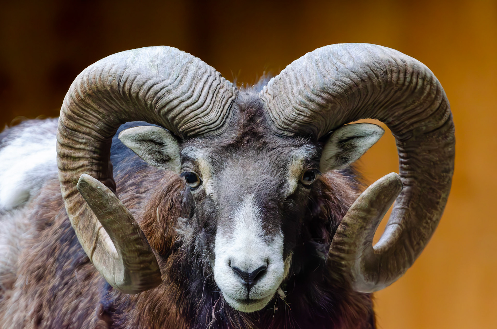 Mouflon