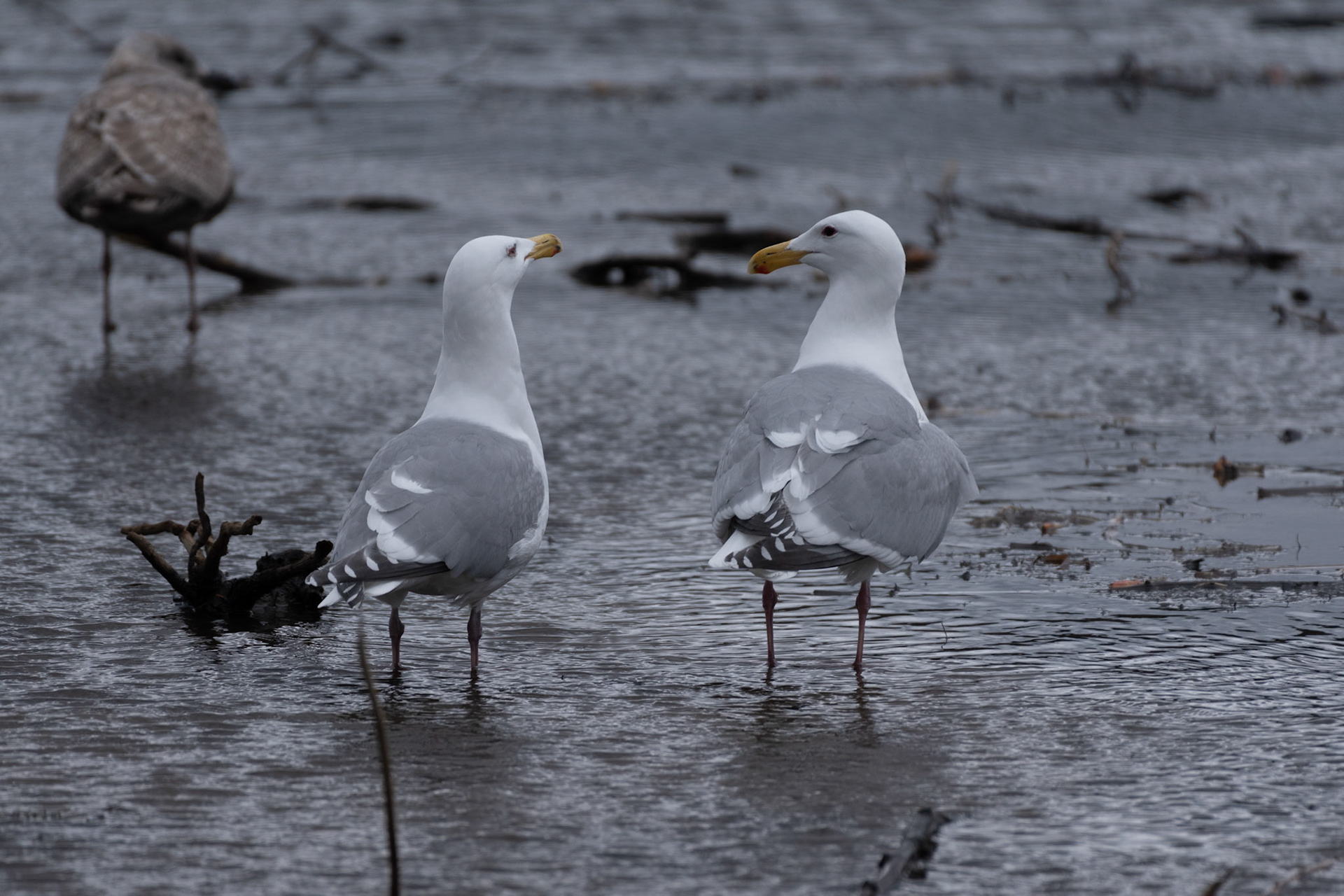 Goéland à ailes grises