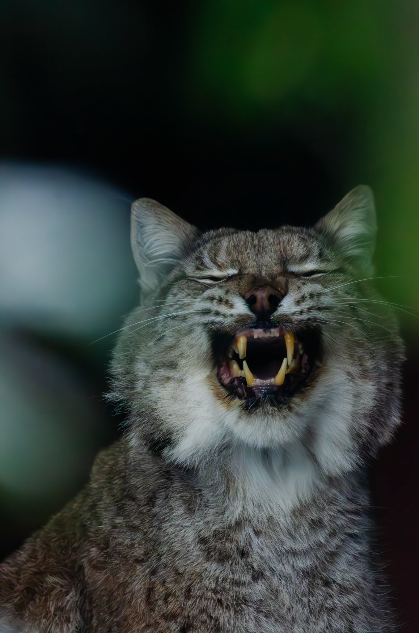 Lynx boréal