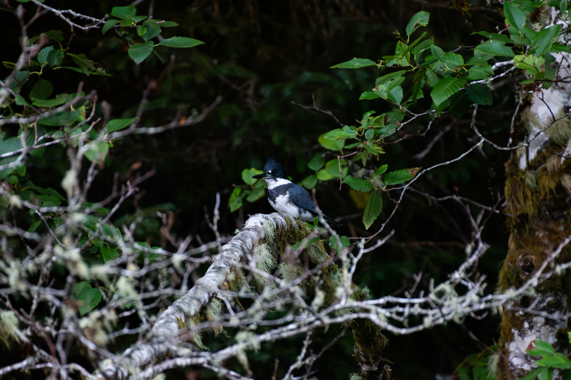 Martin pecheur d'Amérique