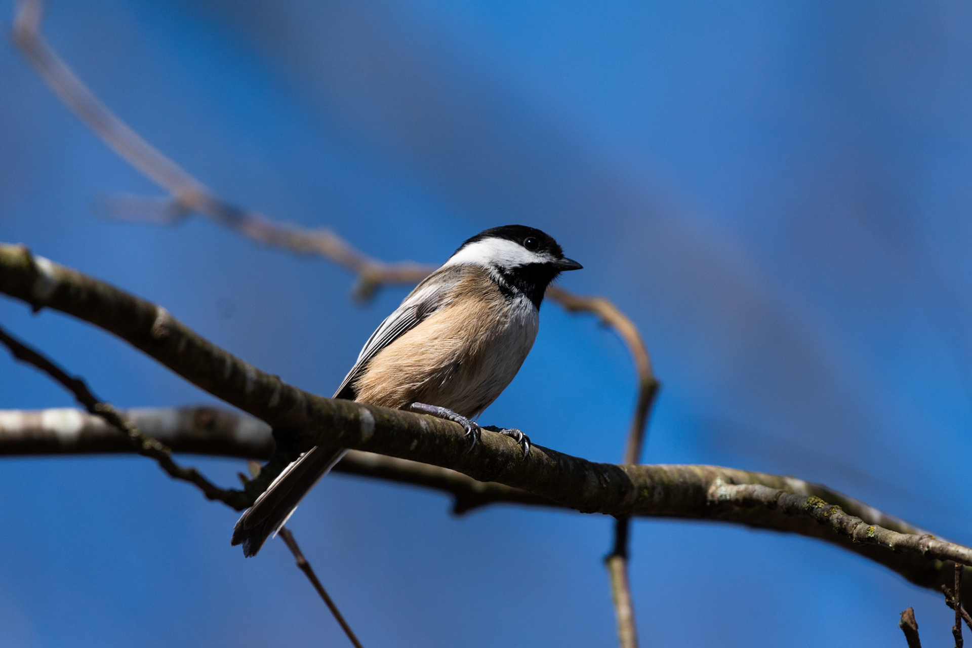 Mésange à tete noire
