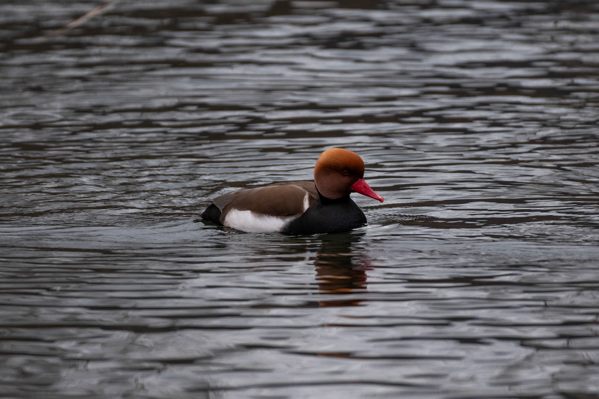 Nette rousse