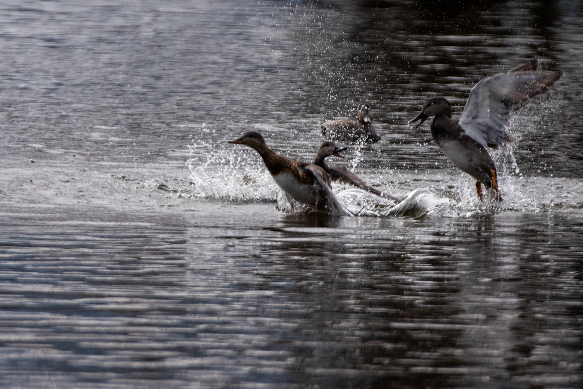 Canards chipeaux