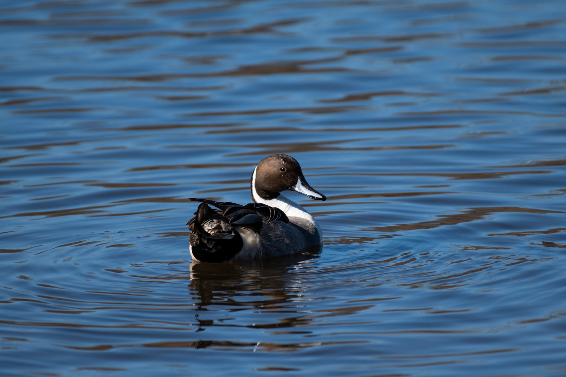 Canard souchet