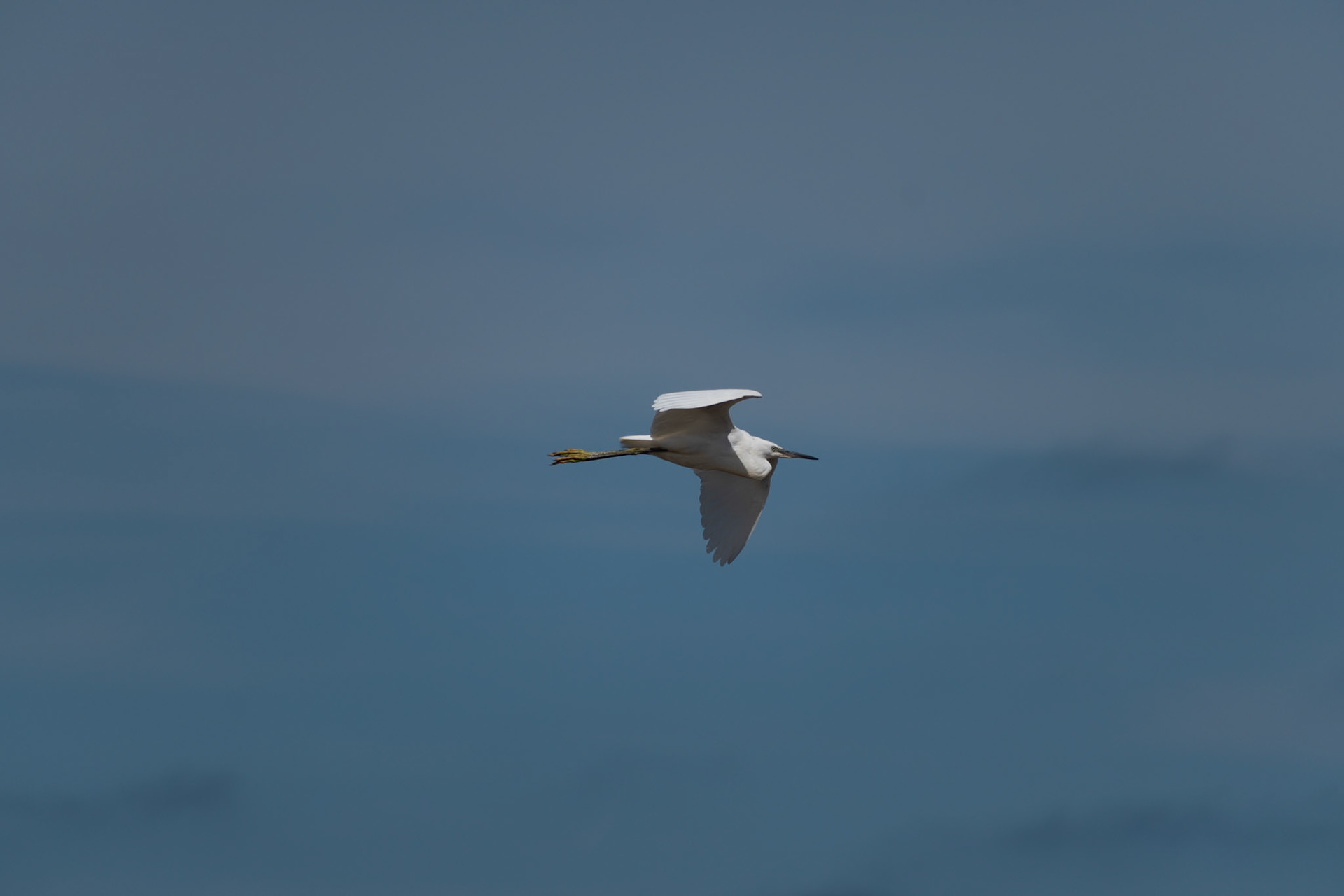 Aigrette garzette
