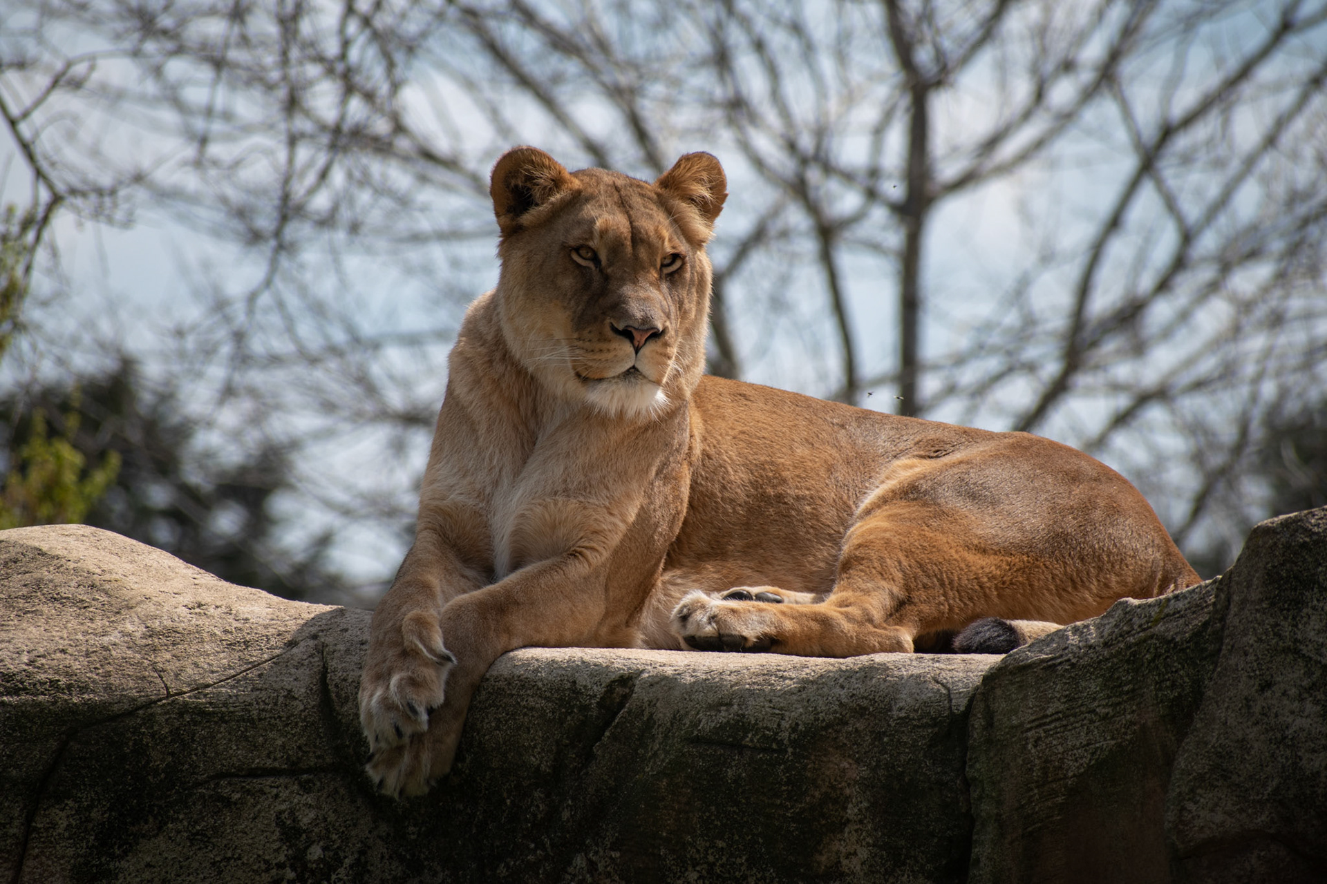Lion