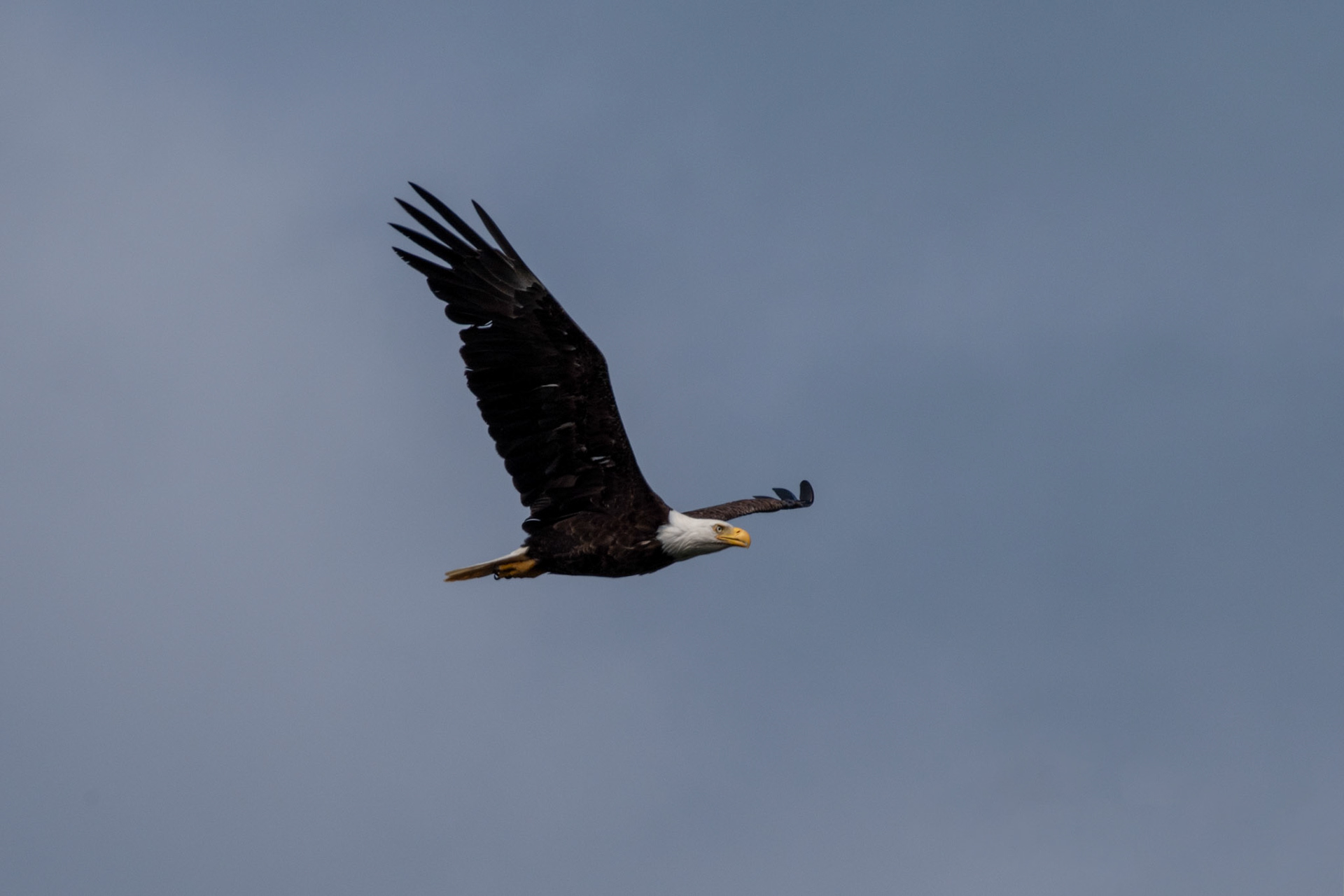 Pygargue à tete blanche