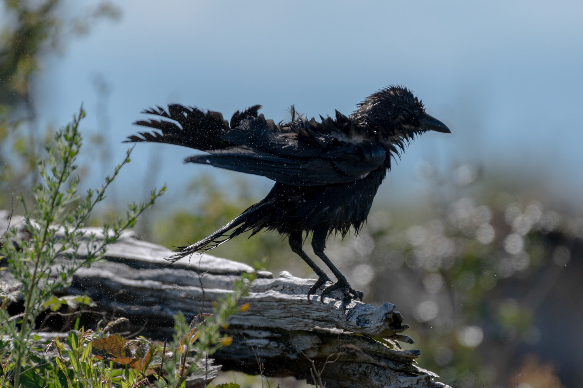 Corneille d'Amérique