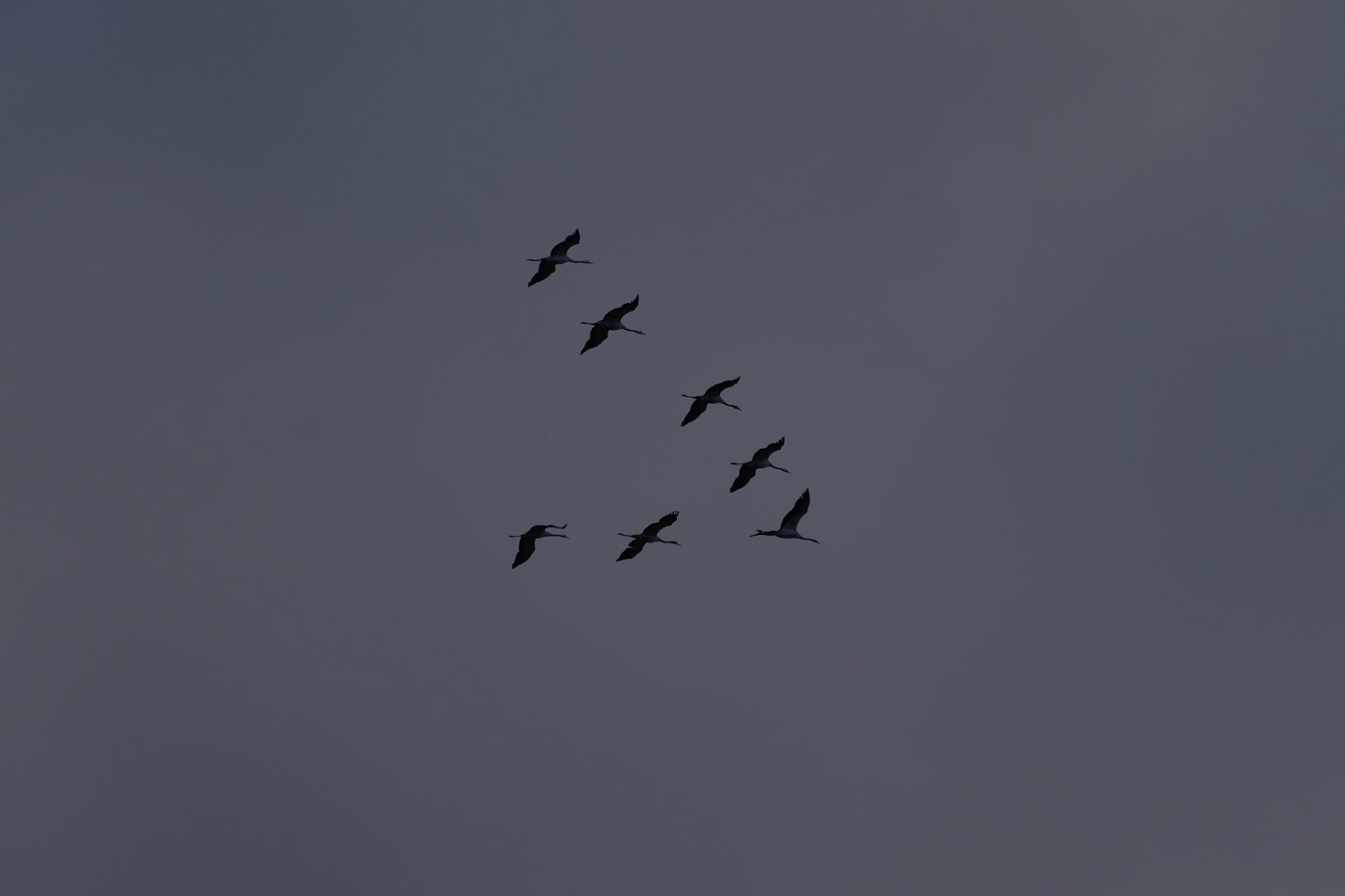 Grues cendrées