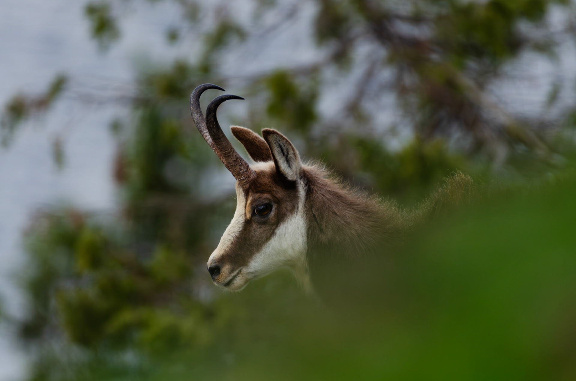 Chamois