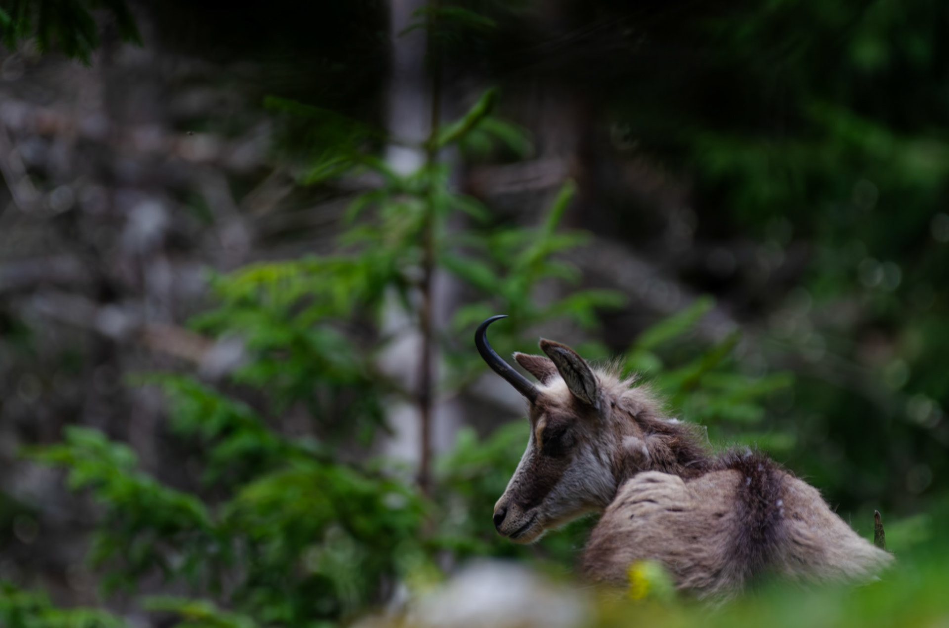 Chamois
