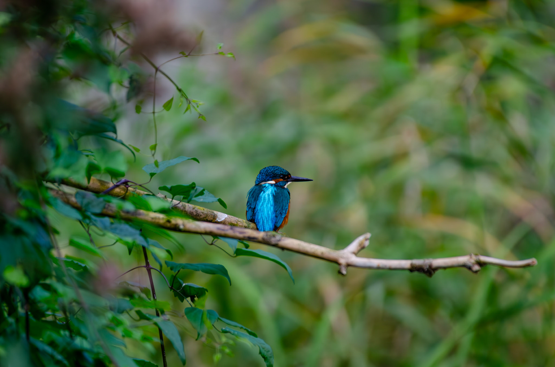 Martin-pecheur d'Europe