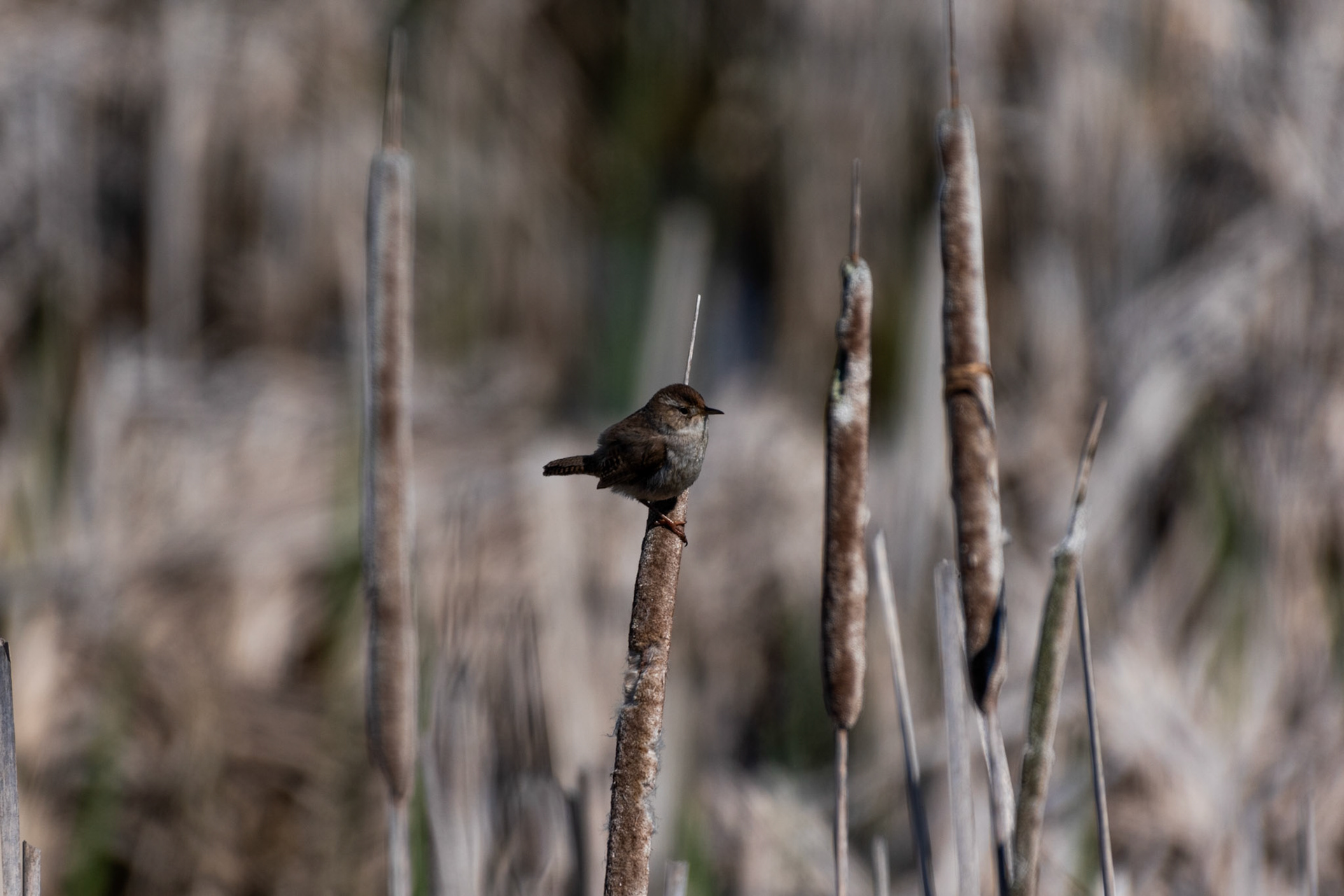 Troglodyte des marais