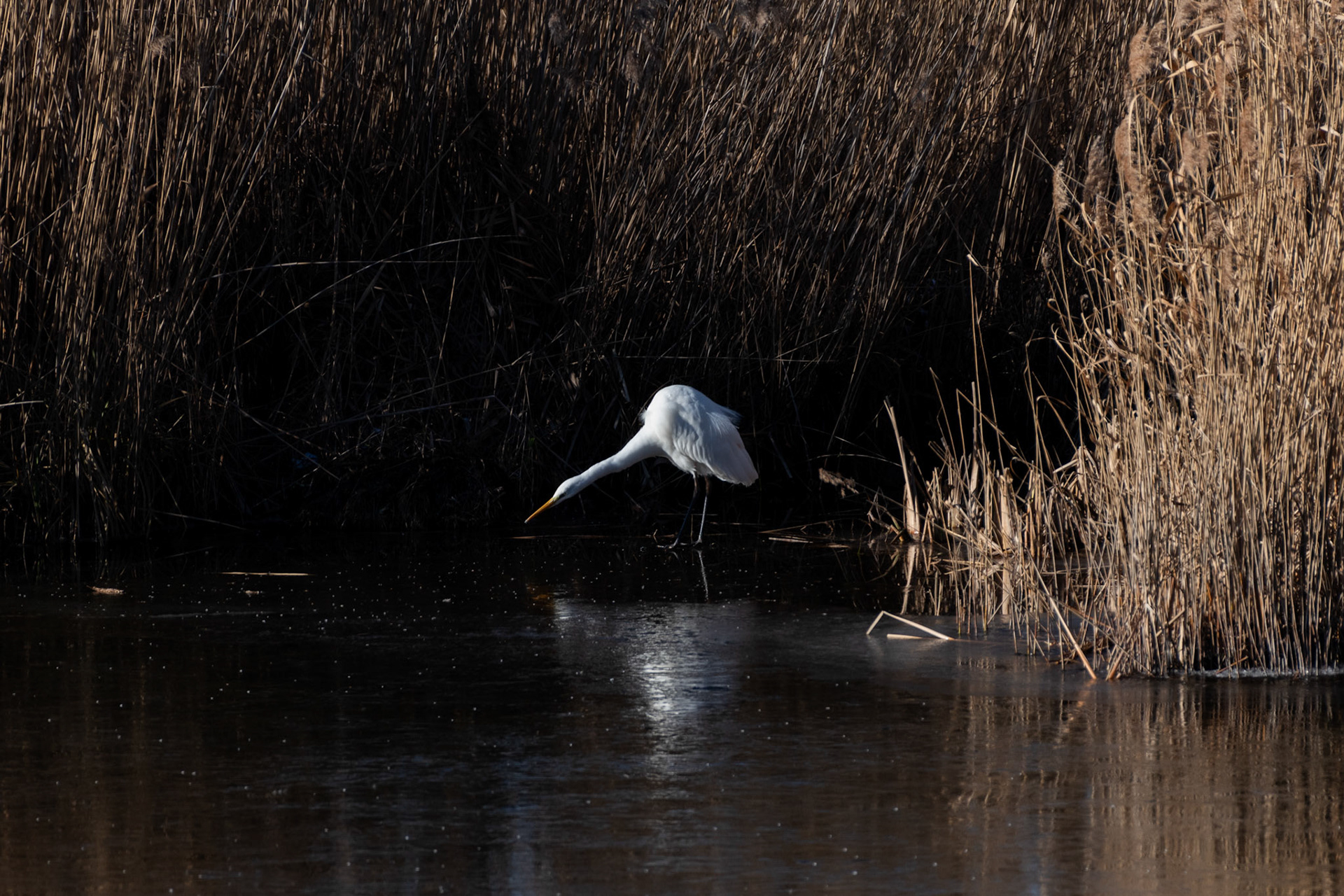Grande aigrette