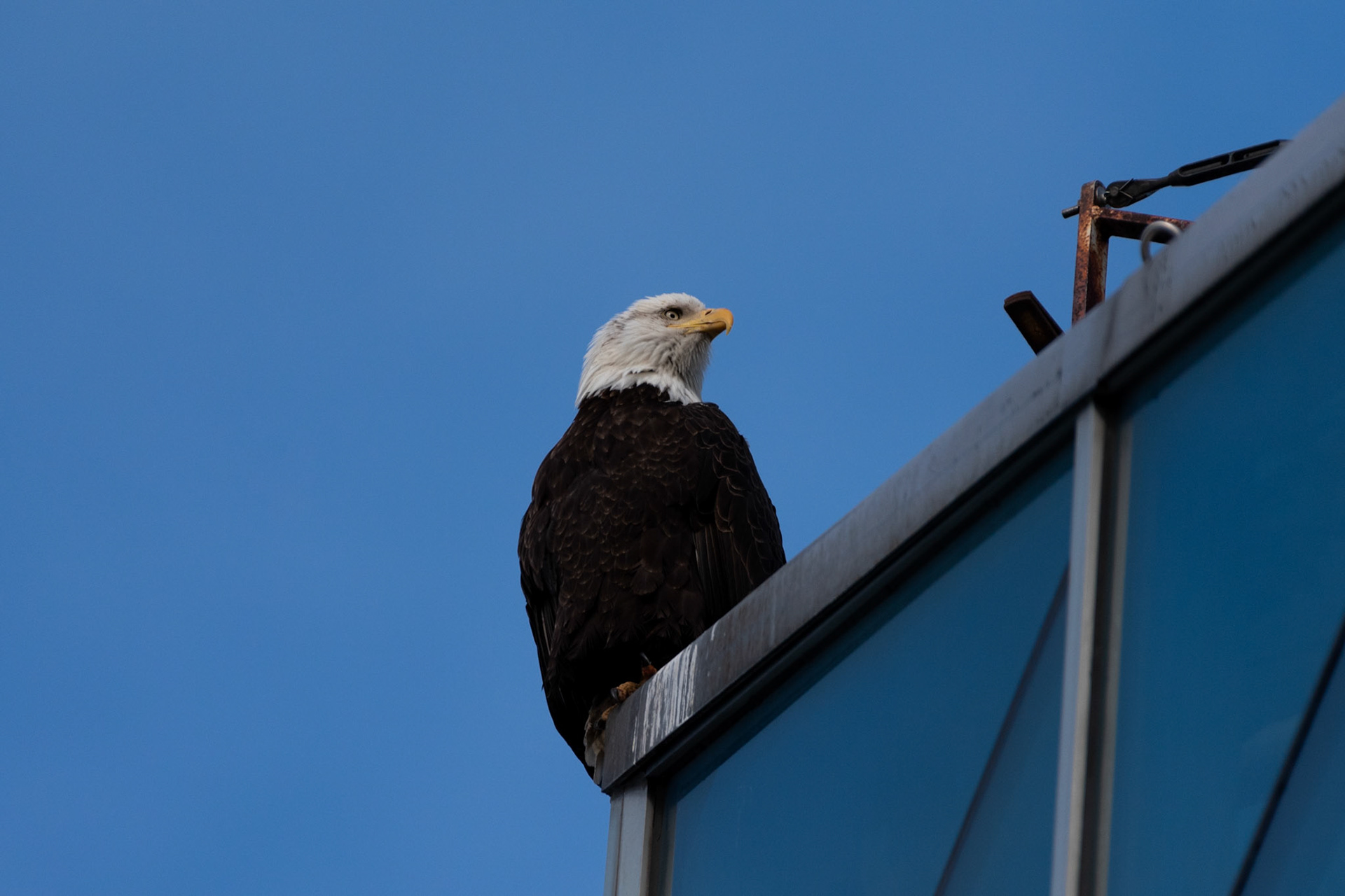 Pygargue à tete blanche