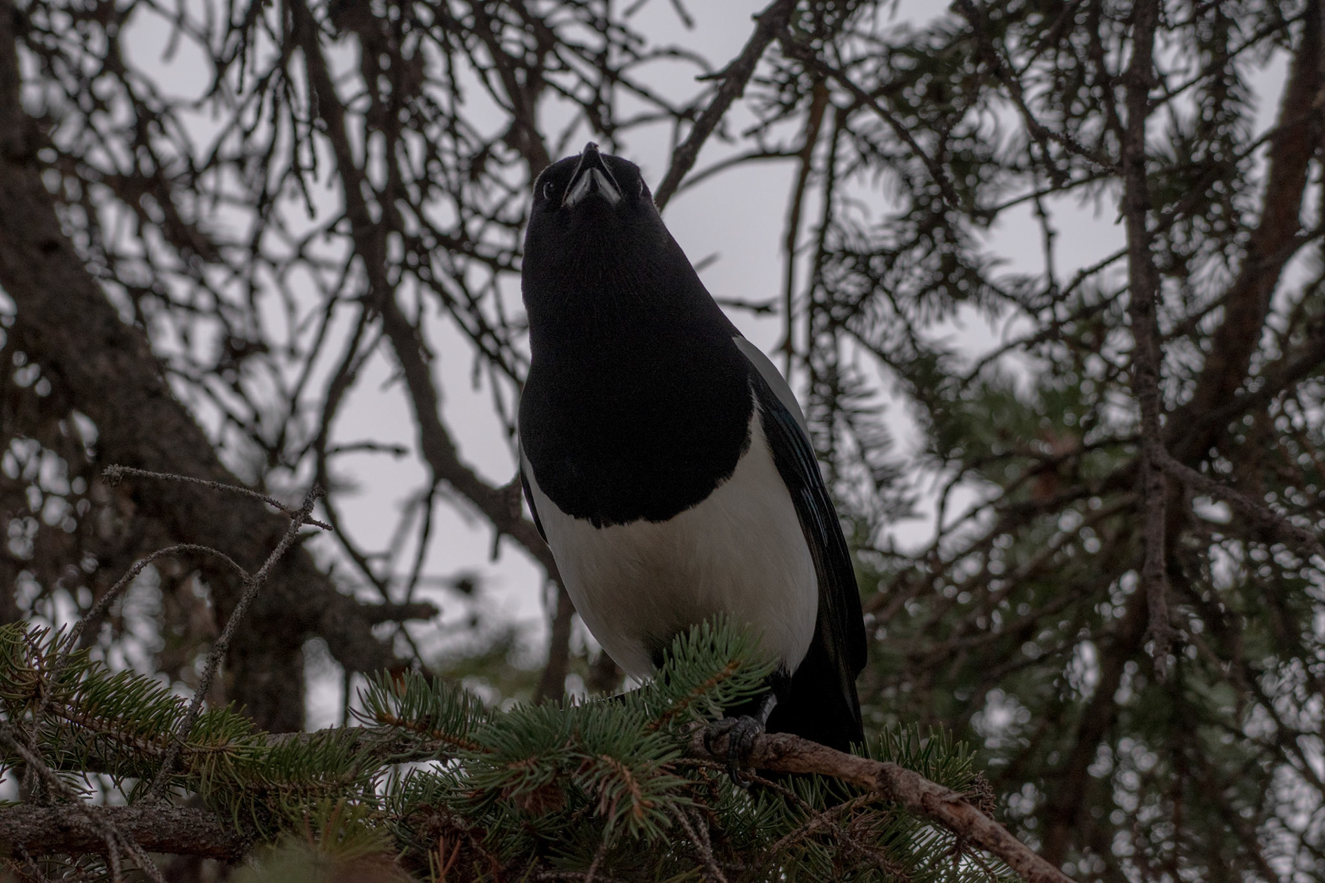 Black-Pilled Magpie