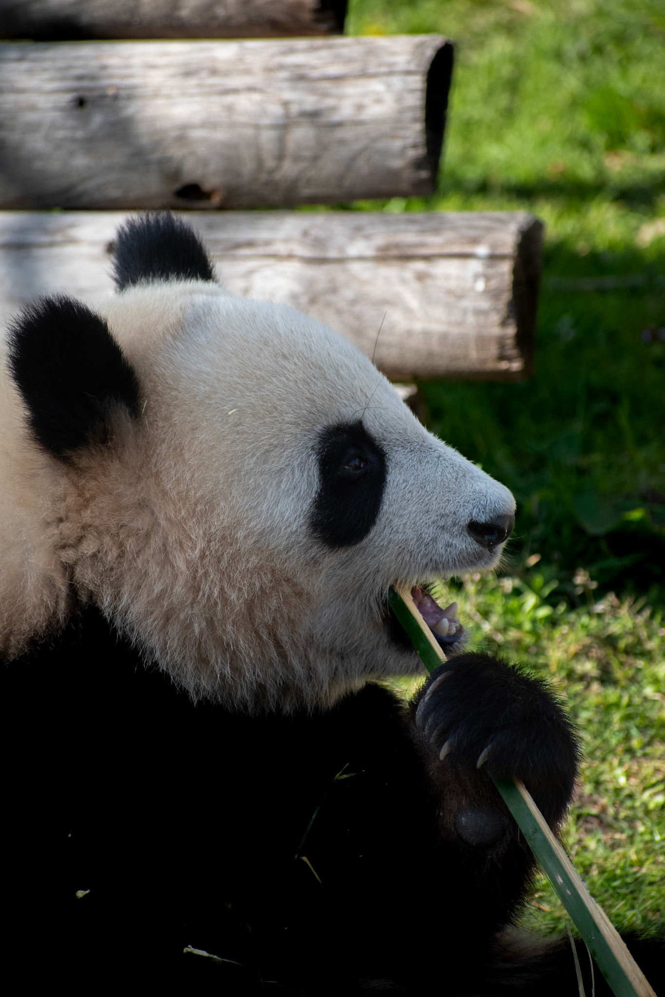 Grand panda