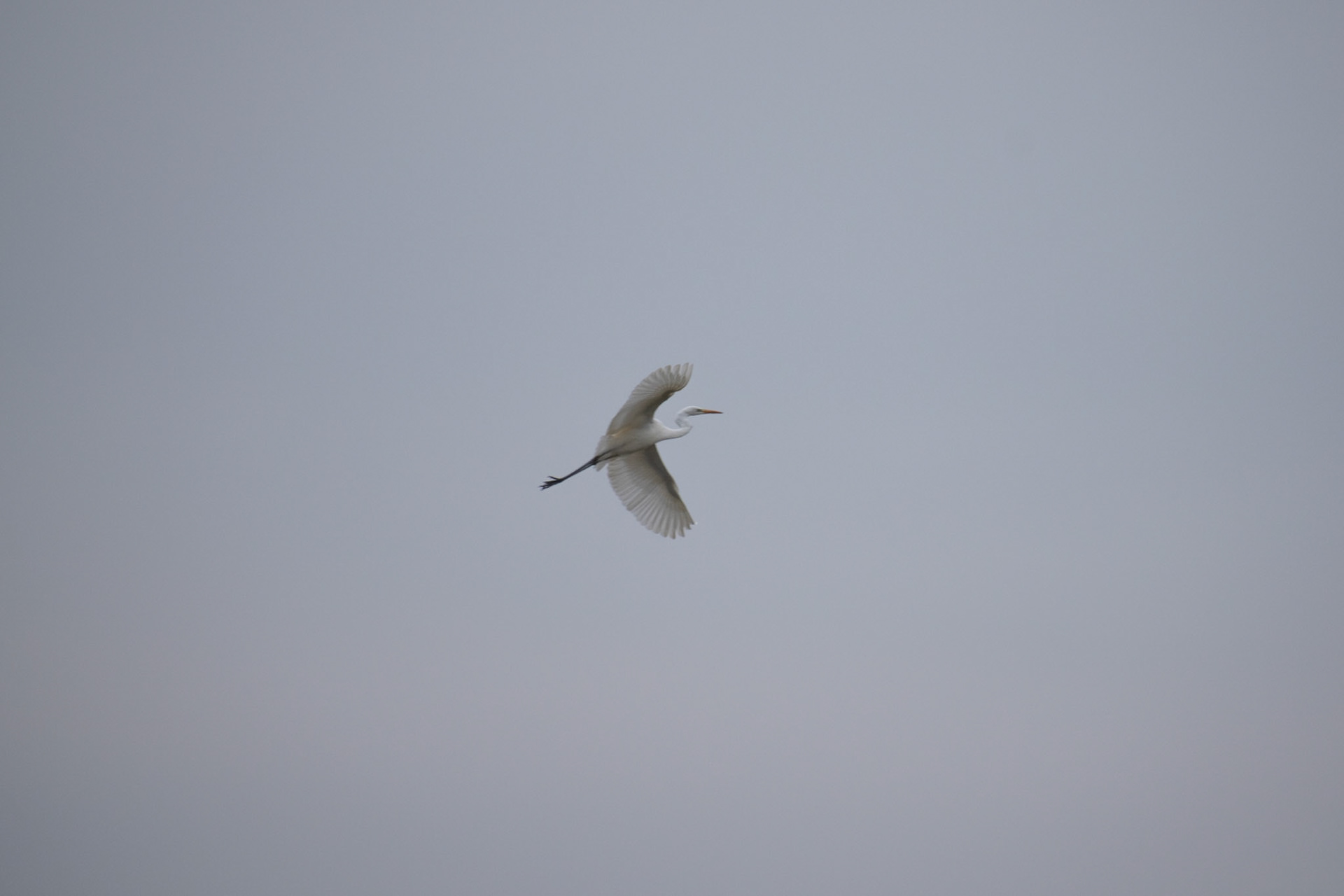Grande aigrette