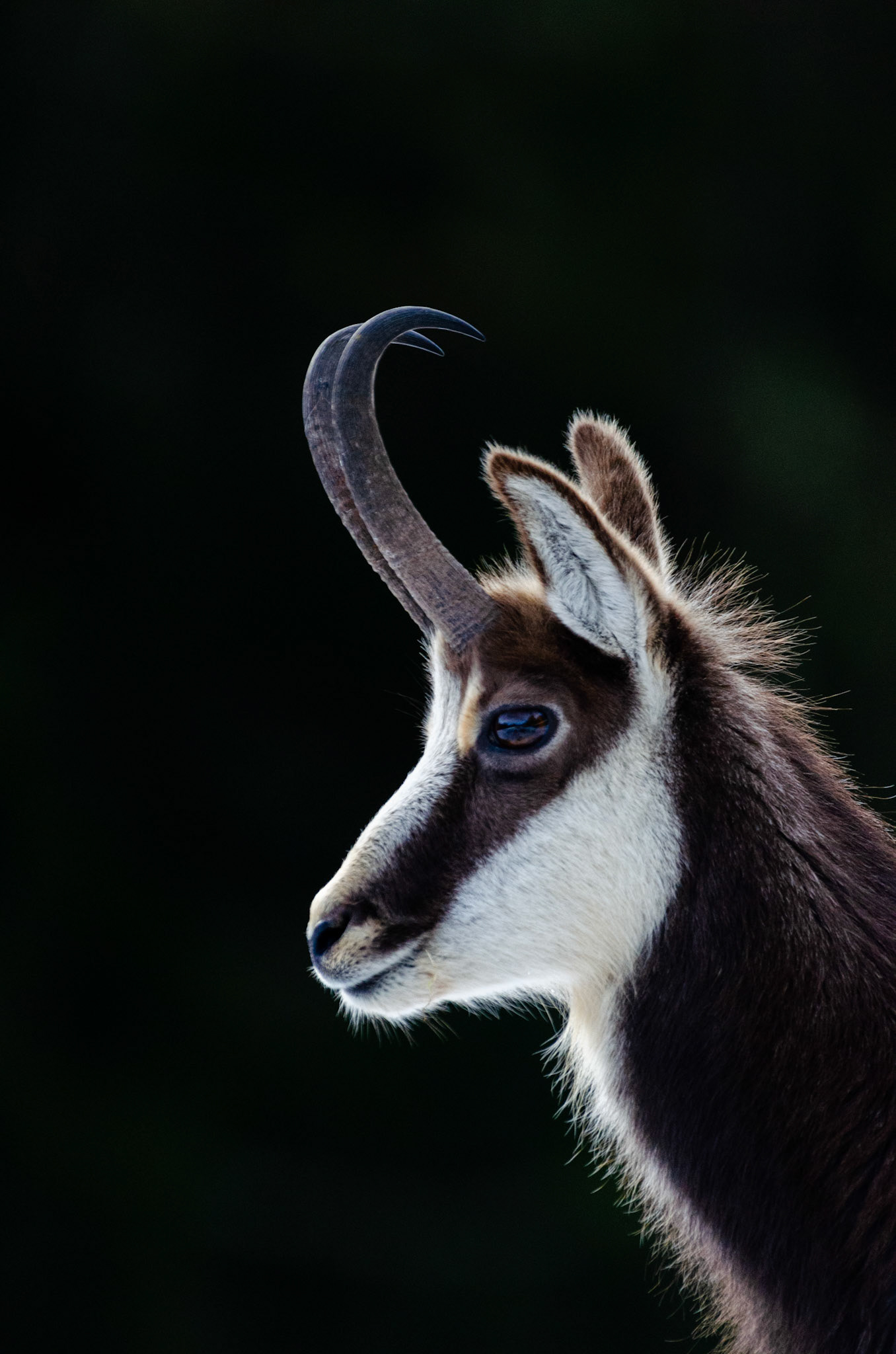 Chamois