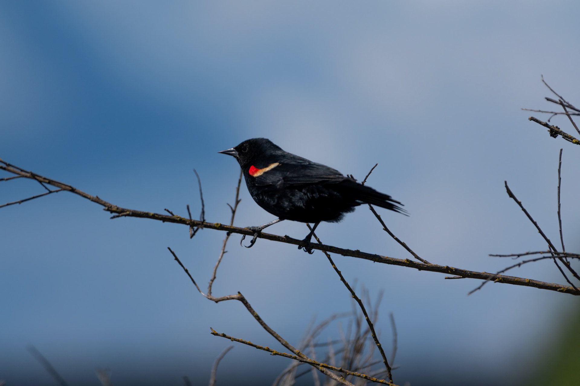 Carrouge à épaulette