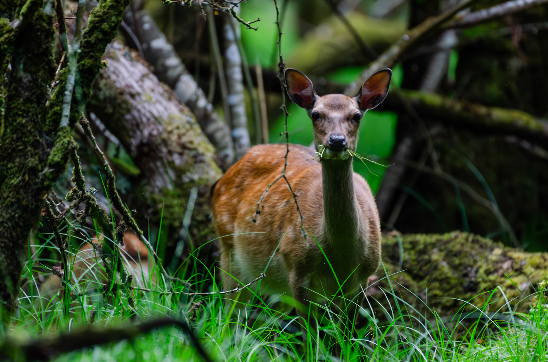 Cerf Sika