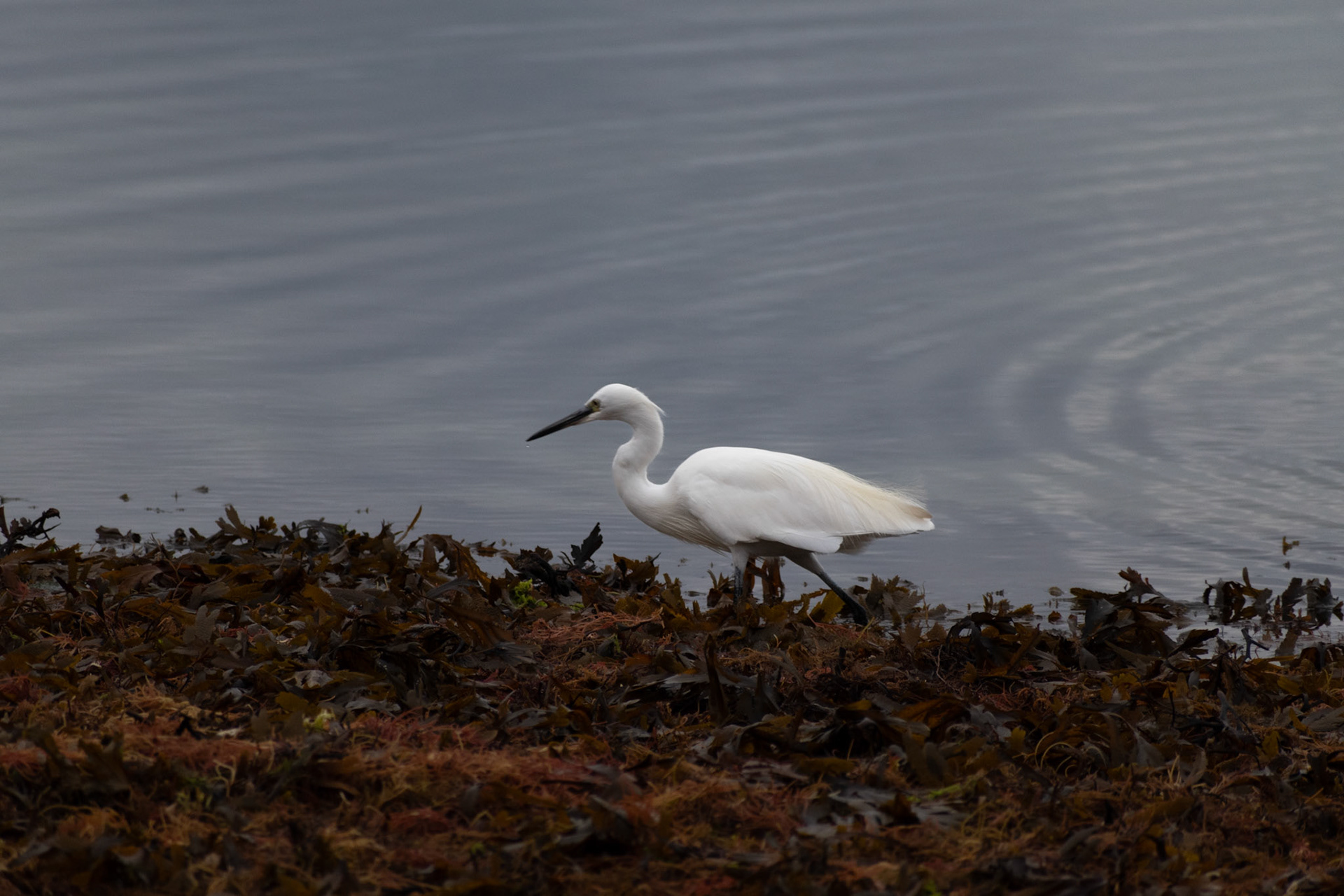 Aigrette garzette