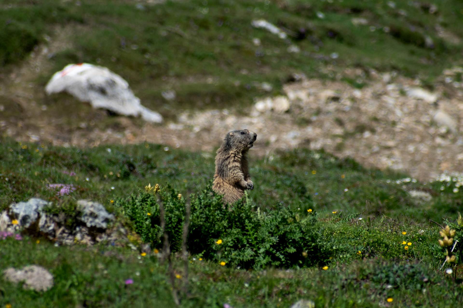 Marmotte des Alpes
