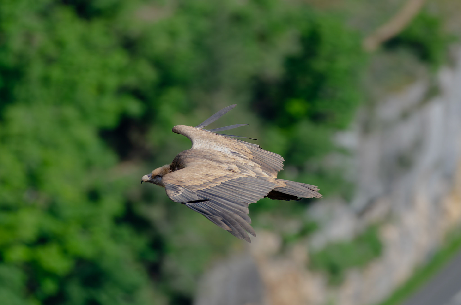 Vautour fauve