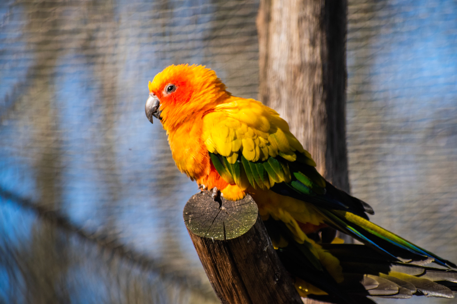 Conure soleil