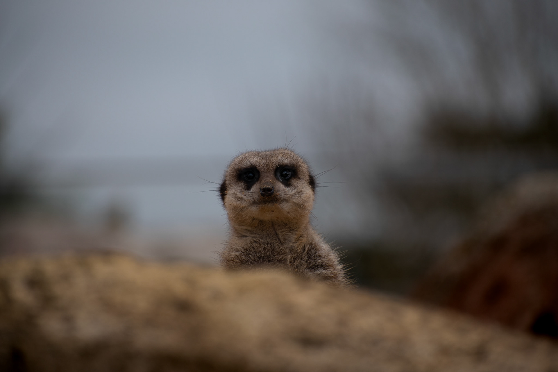 Suricate