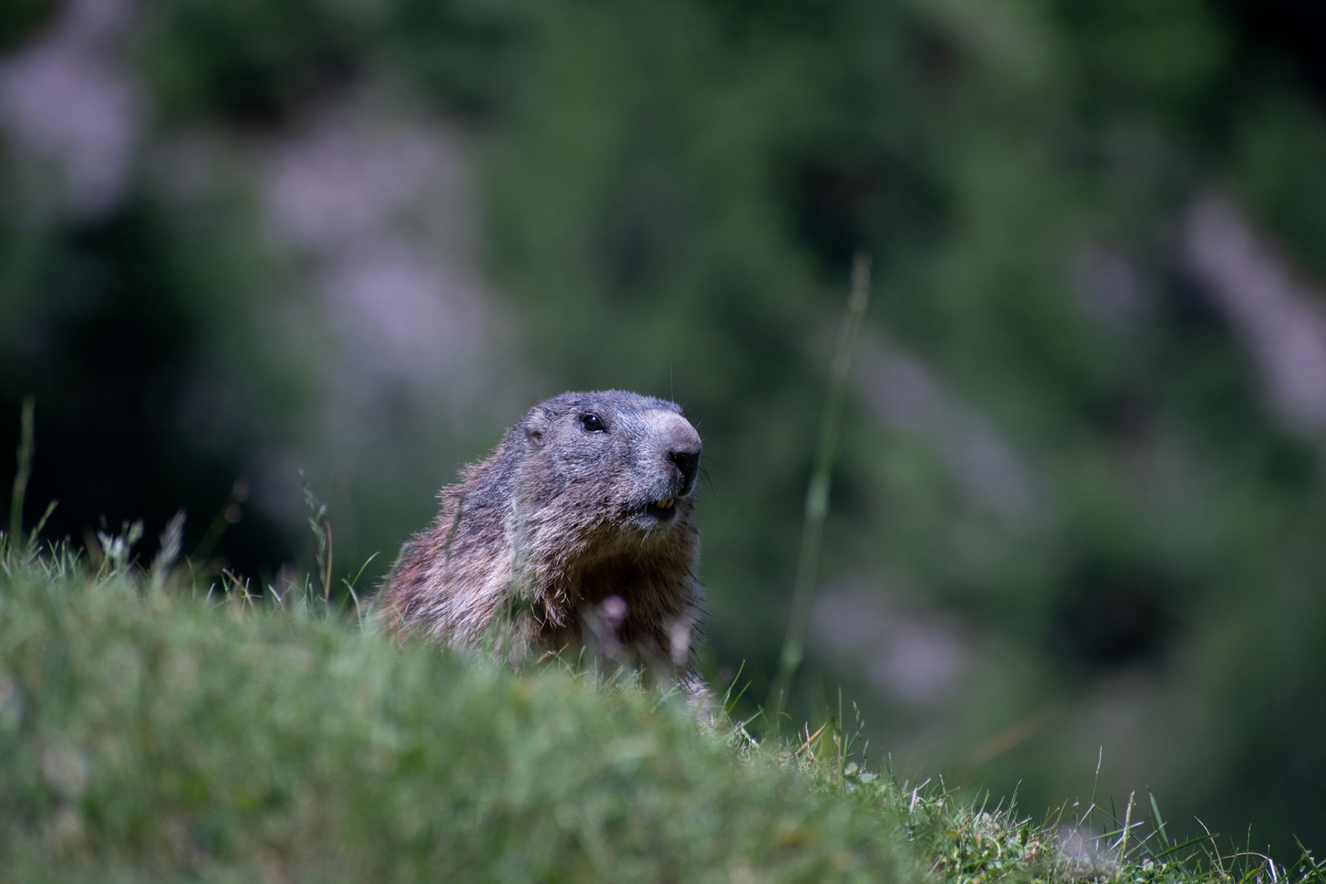 Marmotte des Alpes