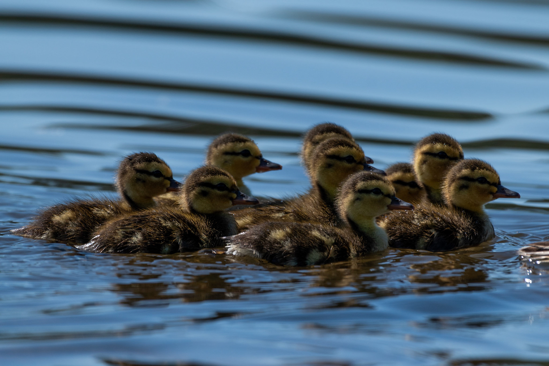 Canards colvert