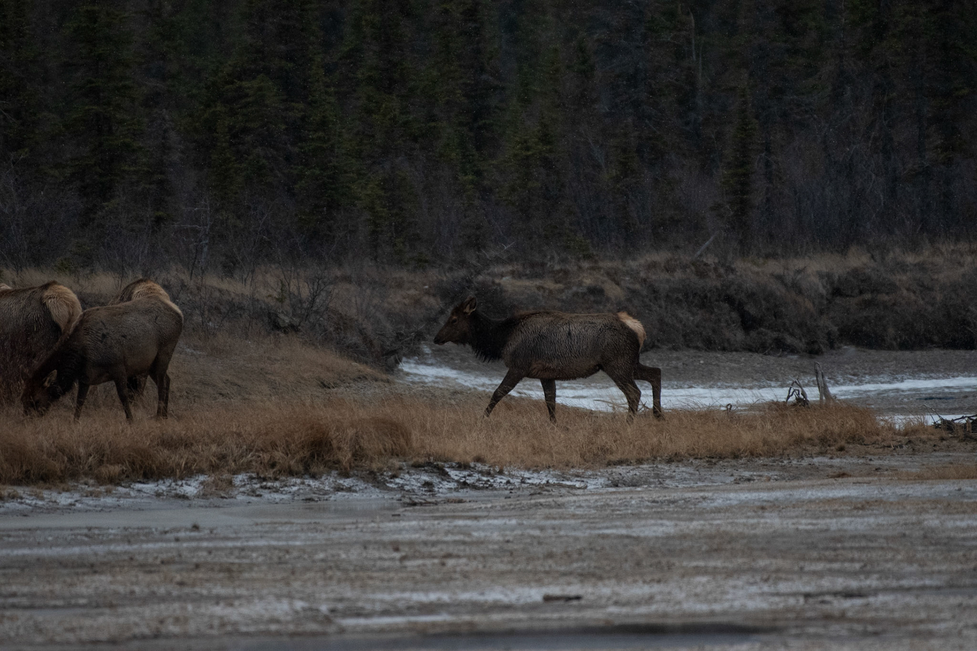 Wapiti