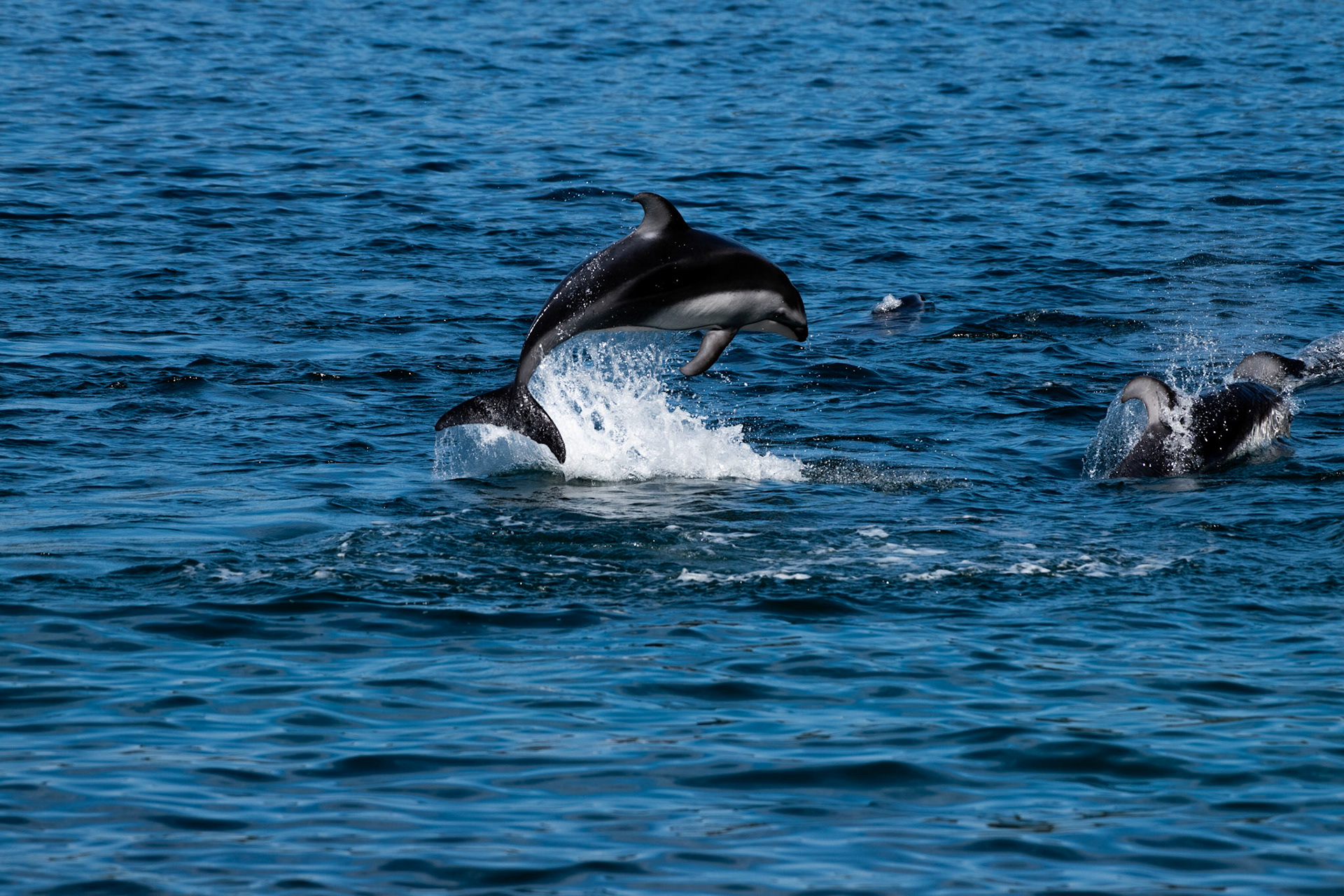 Dauphins à flancs blanc du Pacifique