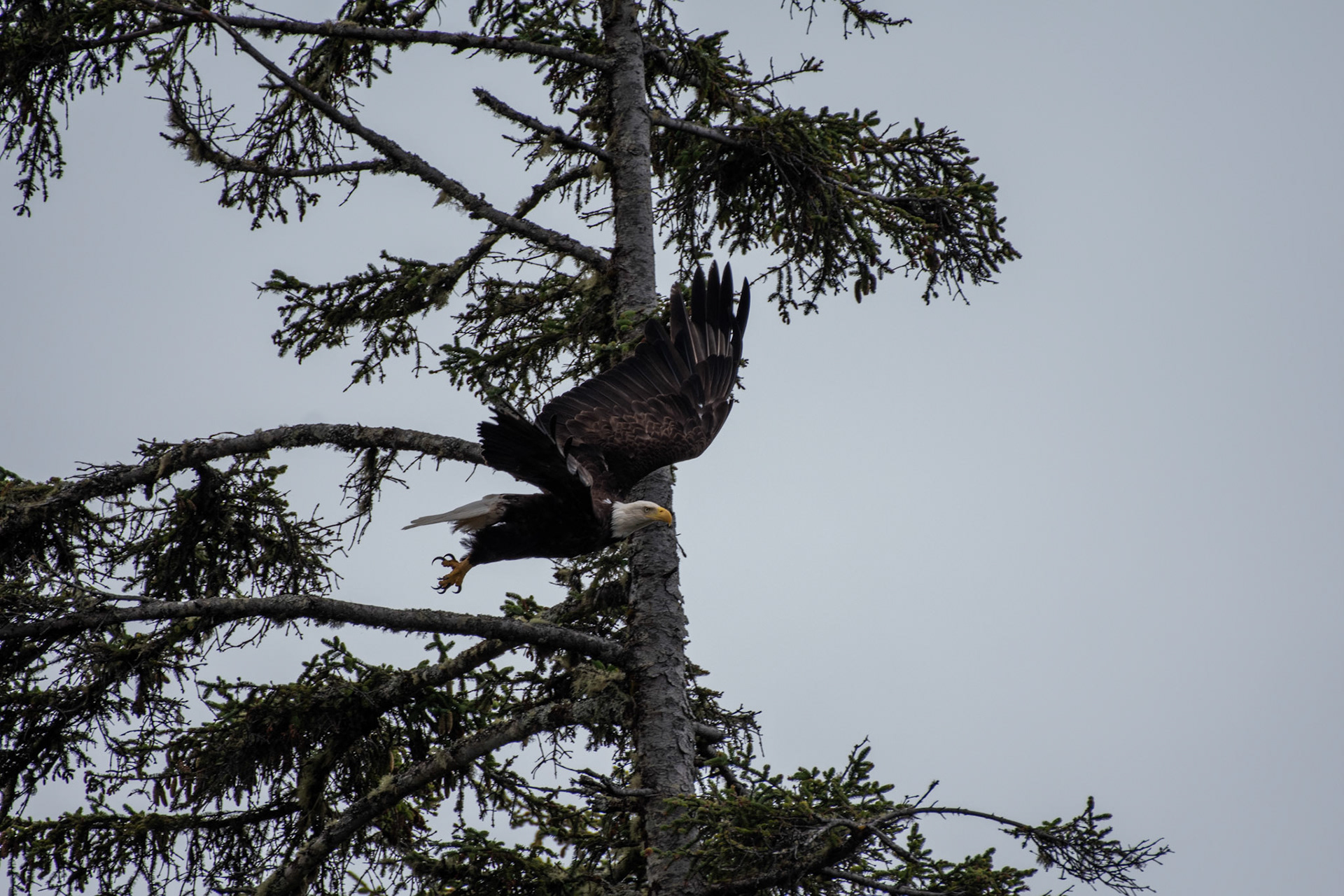 Pygargua à tete blamche