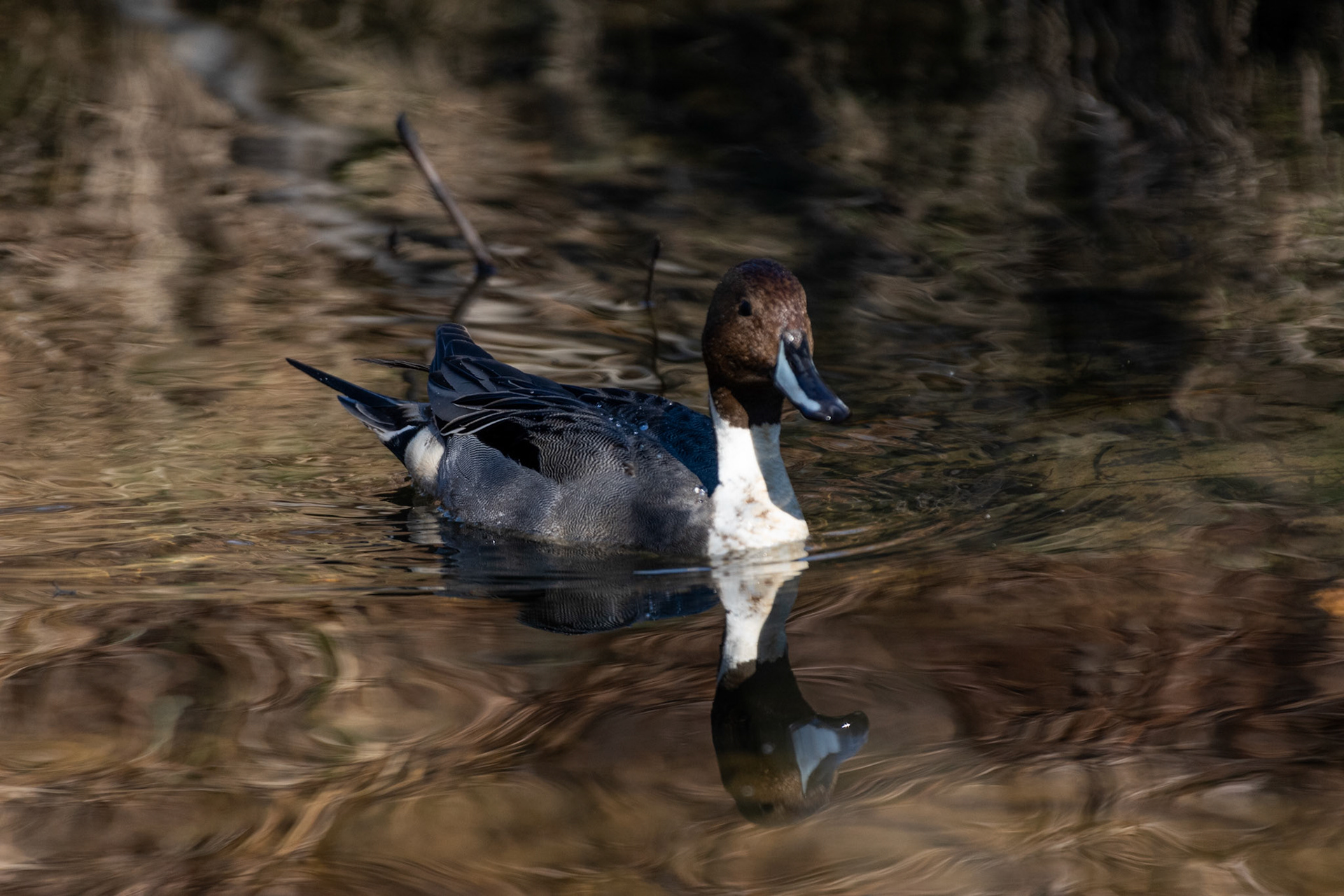 Canard souchet