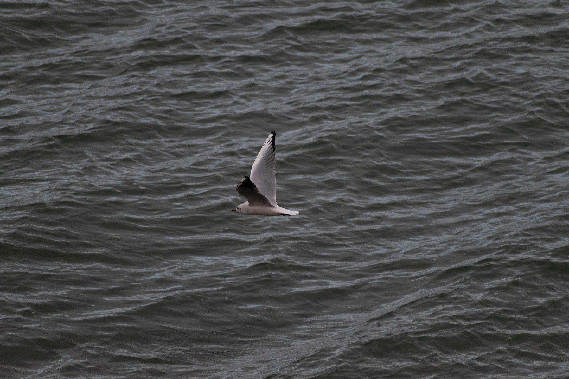 Mouette rieuse