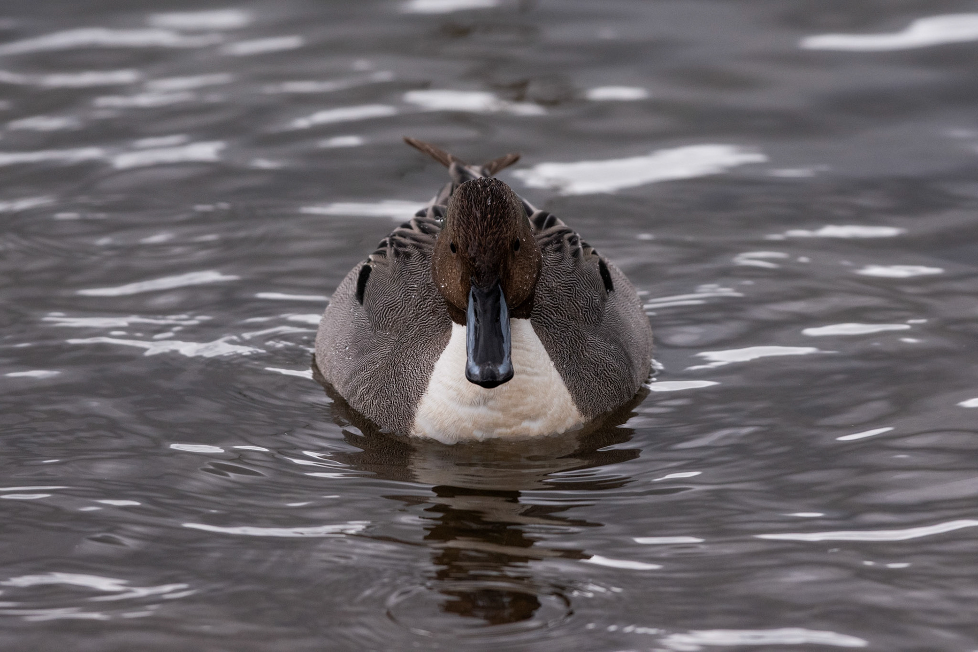 Canard pilet