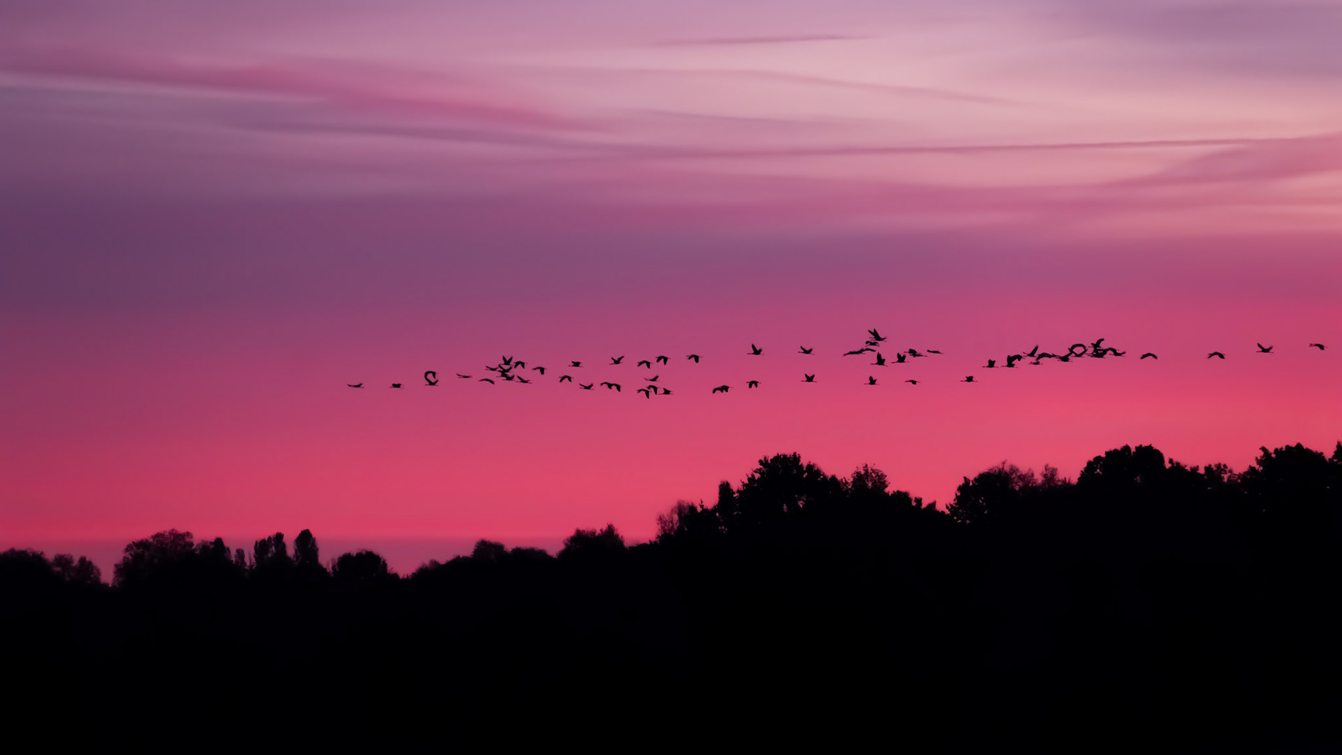 Grues cendrées