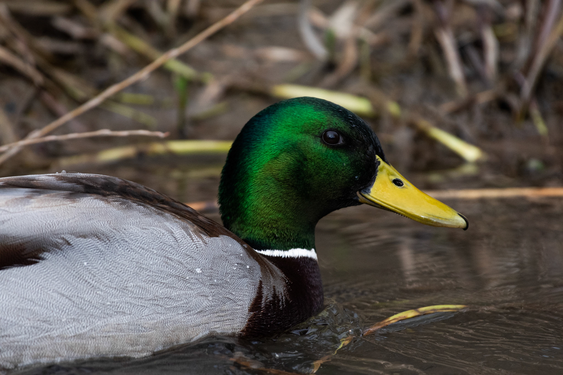 Canard colvert