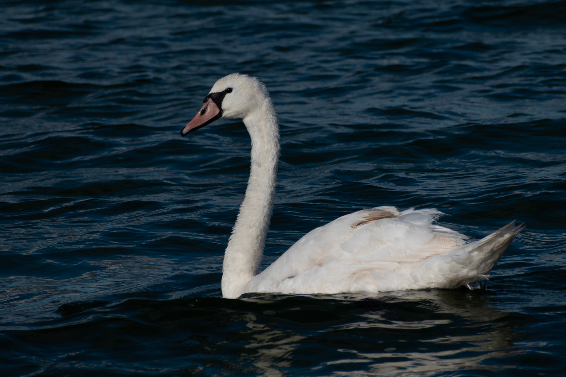 Cygne tuberculé