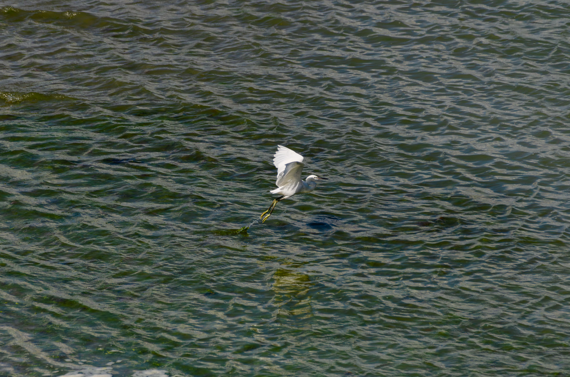 Aigrette garzette