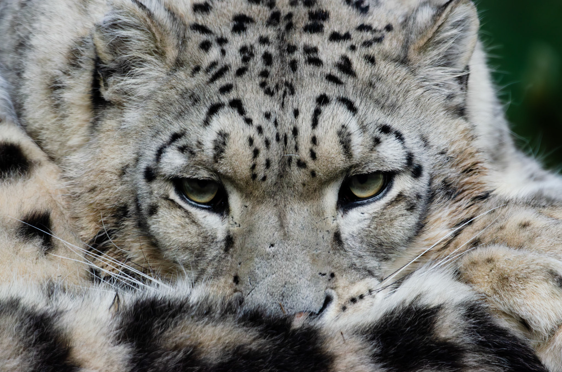 Panthère des neiges