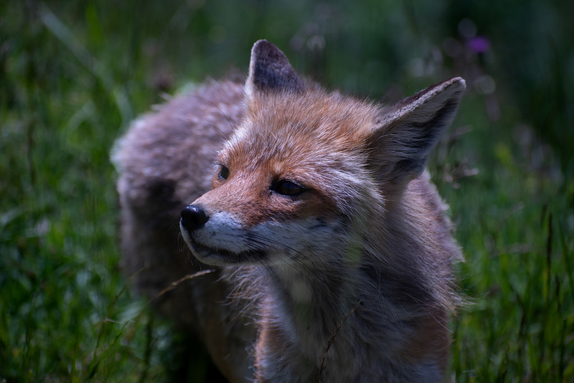 Renard roux