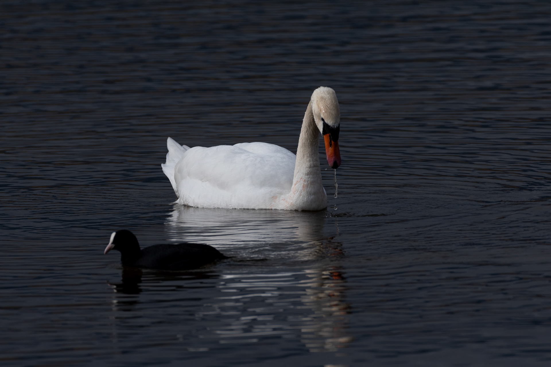 Cygne tuberculé