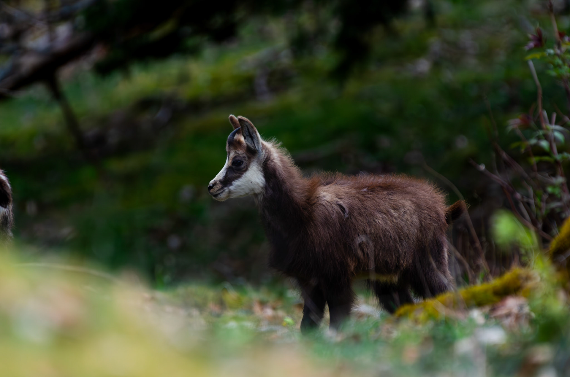 Chamois