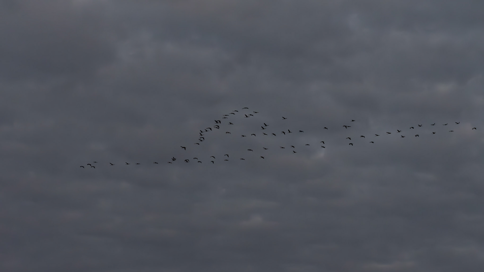 Grues cendrées