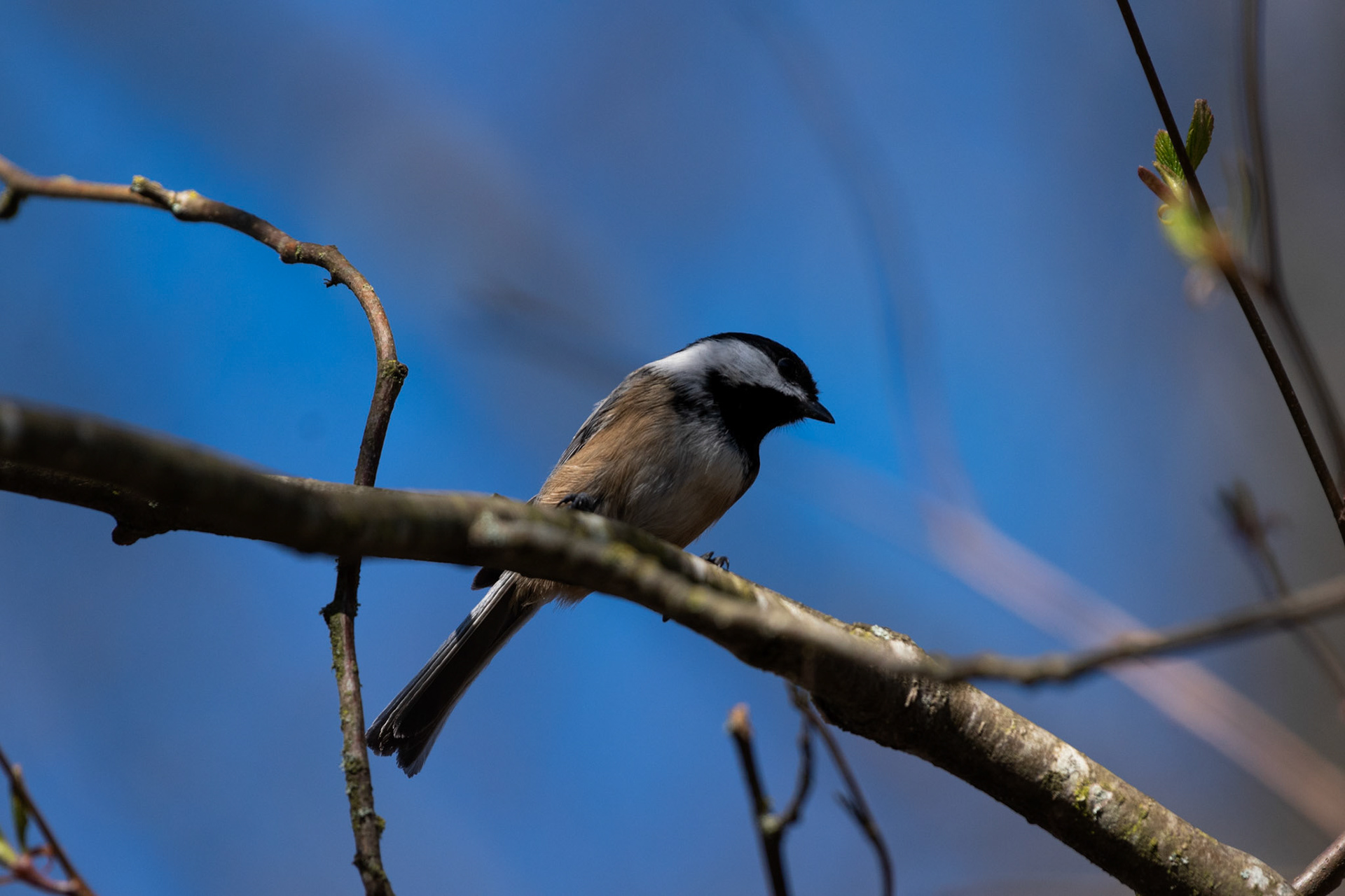 Mésange à tete noire