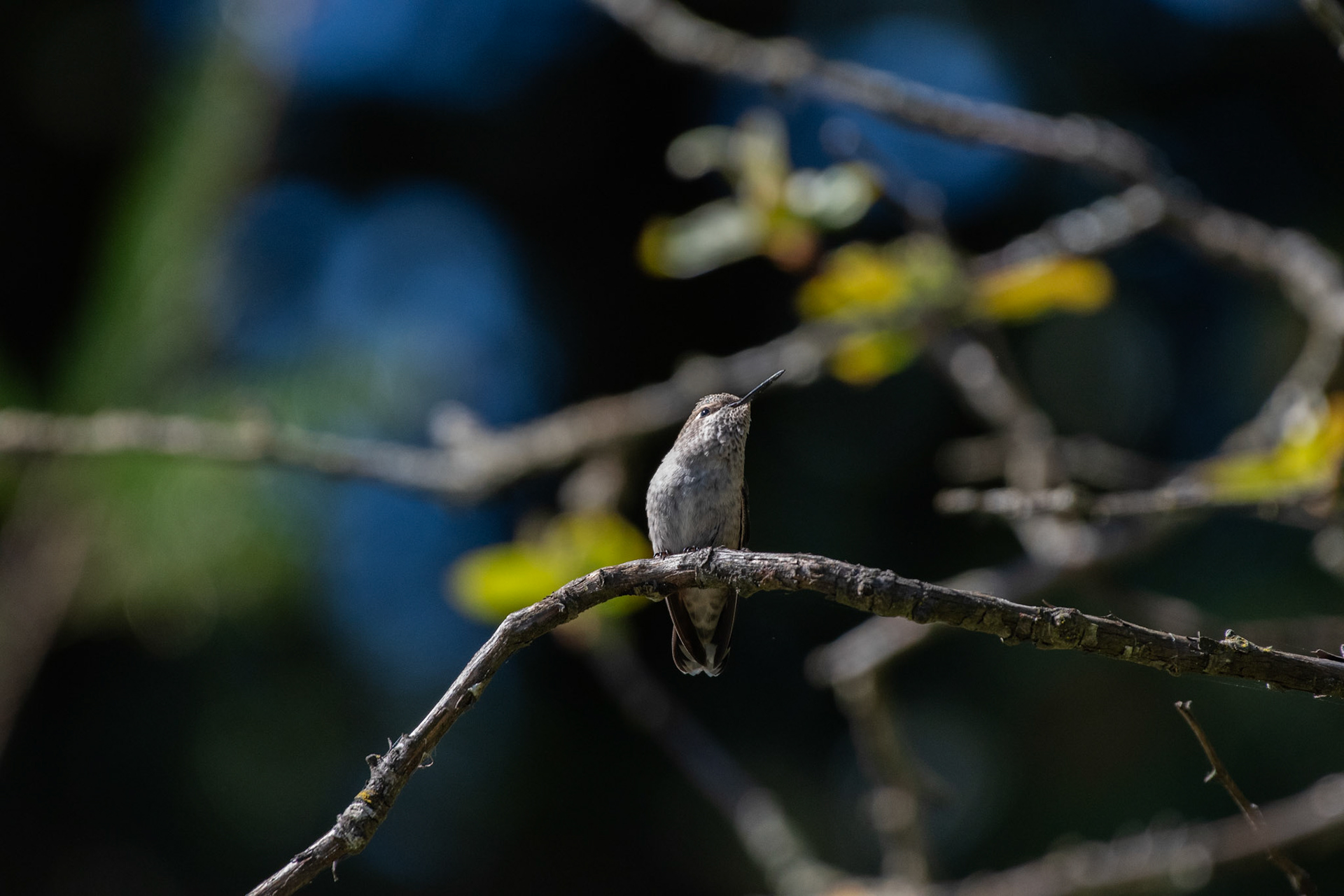 Colibri de Anna